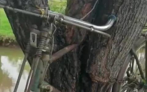 单车上树 文明下线