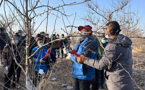 咸宁市农科院组织开展梨树冬季修剪技术培训