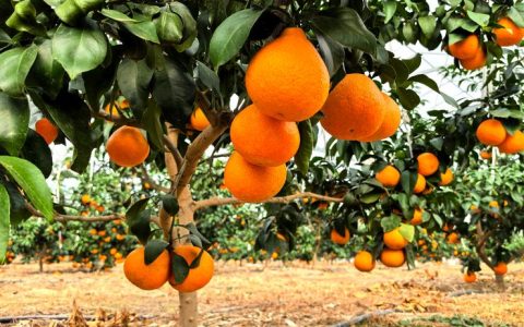 嘉鱼七彩农场 “红美人”铺就“甜蜜路”