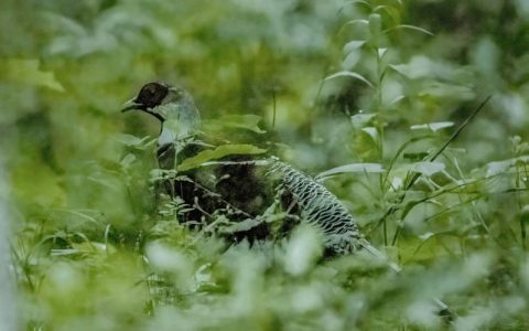 生态保护成效显著 赤壁野外现多种珍稀物种