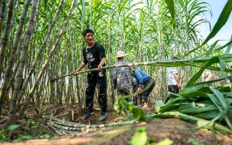 甘蔗迎丰收 农民日子甜
