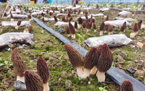 种上羊肚菌 土里也生“金”——横林镇尚礼新村特色产业富民强村