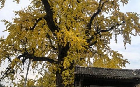 冬日去中窑湾看古银杏树