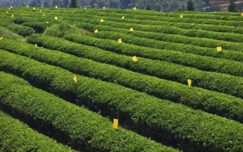 青砖茶领衔 多产业并进  赤壁特色产业蓬勃发展