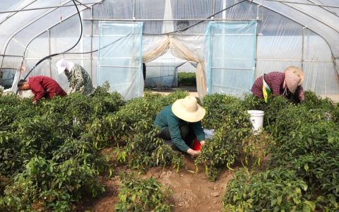 赤壁市赤壁镇九毫堤村大棚辣椒丰收