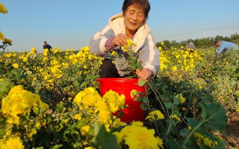 野菊花铺就罗田药农金色“致富路”