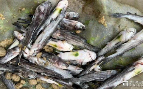 一条黄颡鱼 游出致富梦——记仙桃市康润水产养殖专业合作社负责人黄康