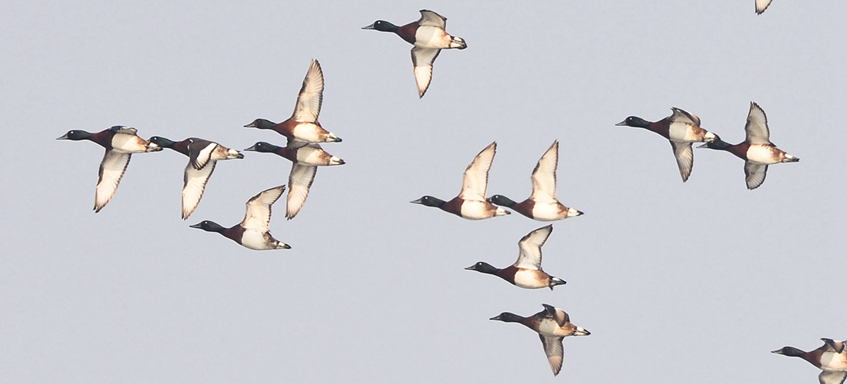 从“稀客”到“老熟人”青头潜鸭成返湾湖“常驻嘉宾”