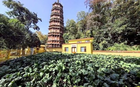 总种植面积增加  产量有望翻番 正宗“洪山菜薹”价格越来越亲民