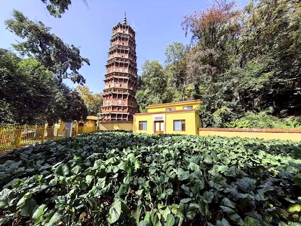 总种植面积增加  产量有望翻番 正宗“洪山菜薹”价格越来越亲民
