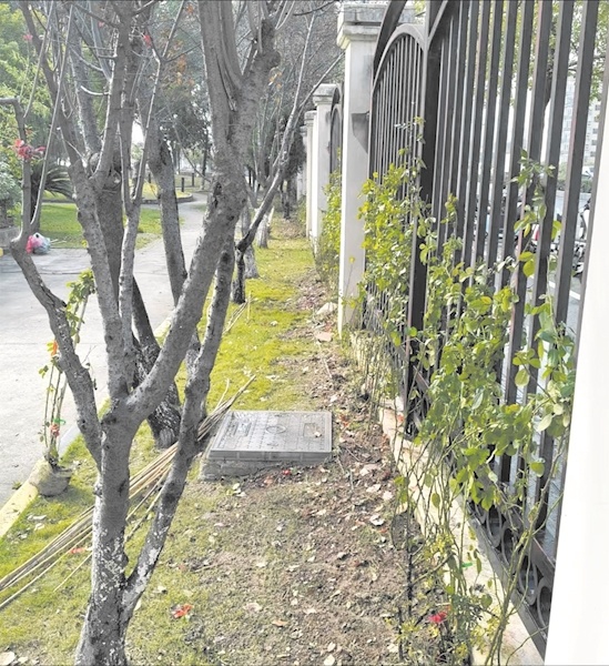 一心护绿将城绕  三镇繁花送福来