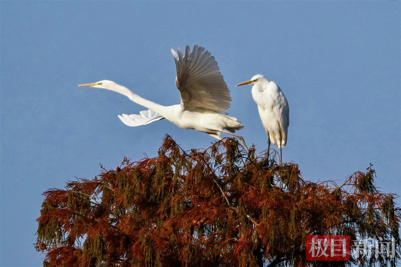武汉水上森林，万余只候鸟成“常住户”
