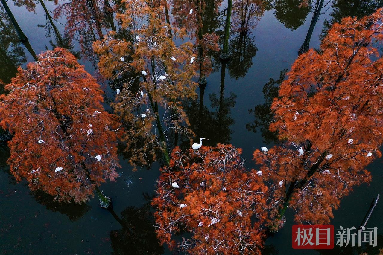 武汉水上森林，万余只候鸟成“常住户”