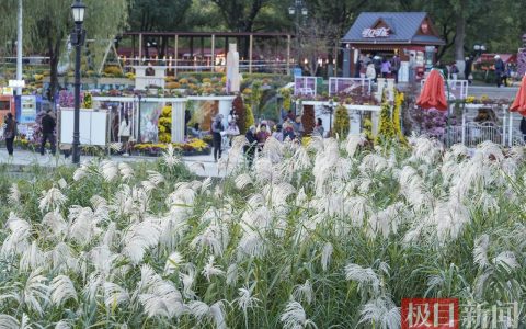 荻花盛放，汉口江滩迎来冬日盛景