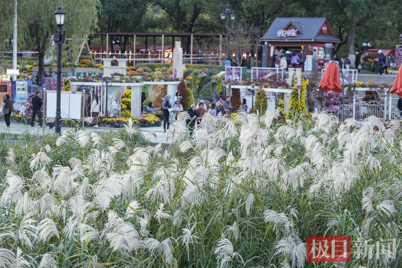荻花盛放，汉口江滩迎来冬日盛景