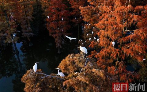 武汉水上森林，万余只候鸟成“常住户”