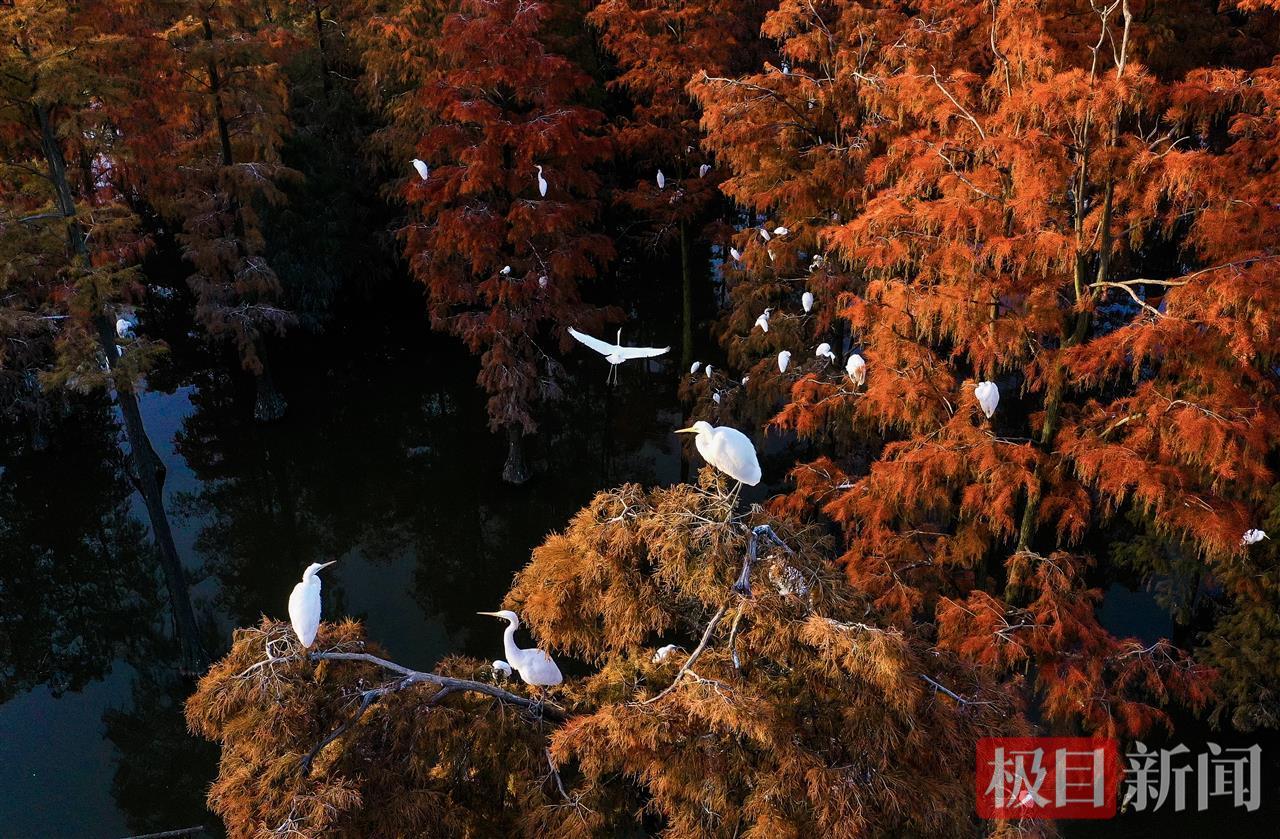 武汉水上森林，万余只候鸟成“常住户”