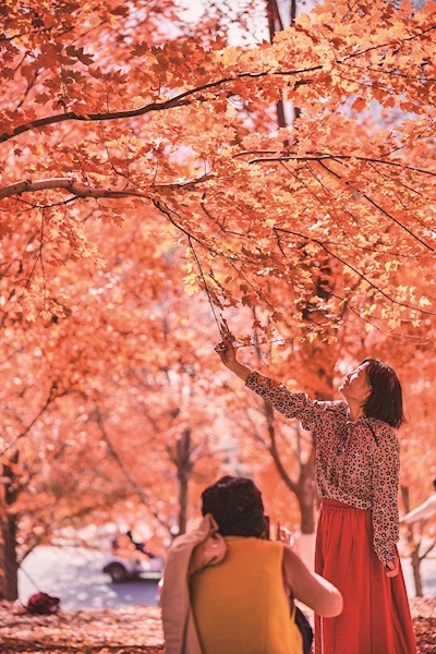 银杏与枫叶平分秋色