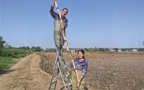 7小时挖出4.12米的超级莲藕