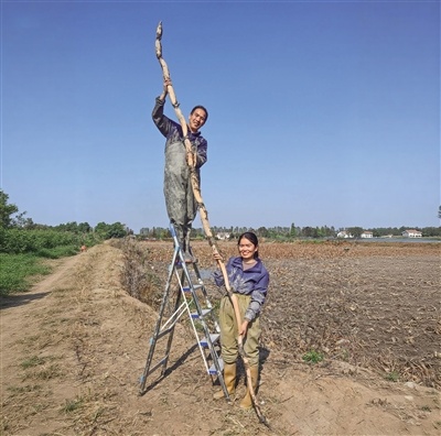 7小时挖出4.12米的超级莲藕