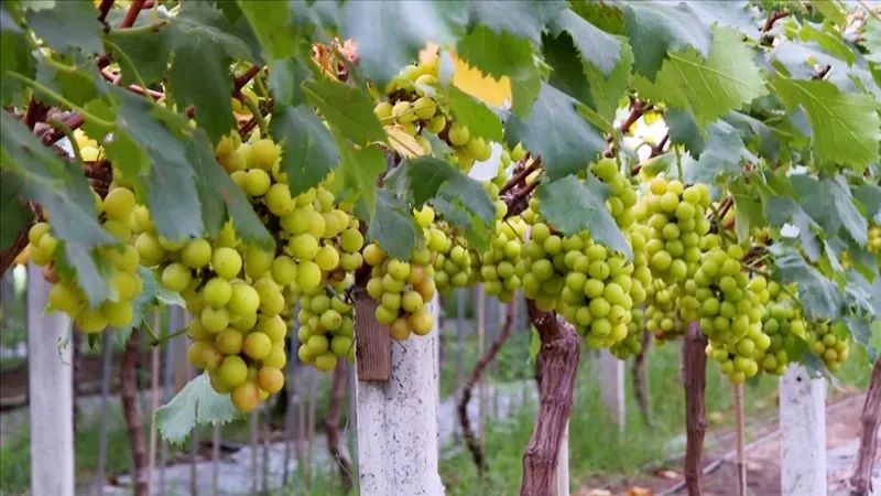 在公安，过上向往的生活