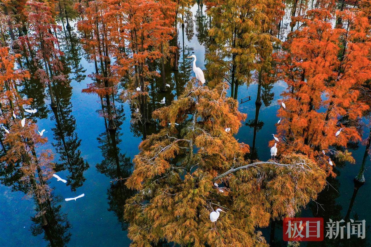 武汉水上森林，万余只候鸟成“常住户”