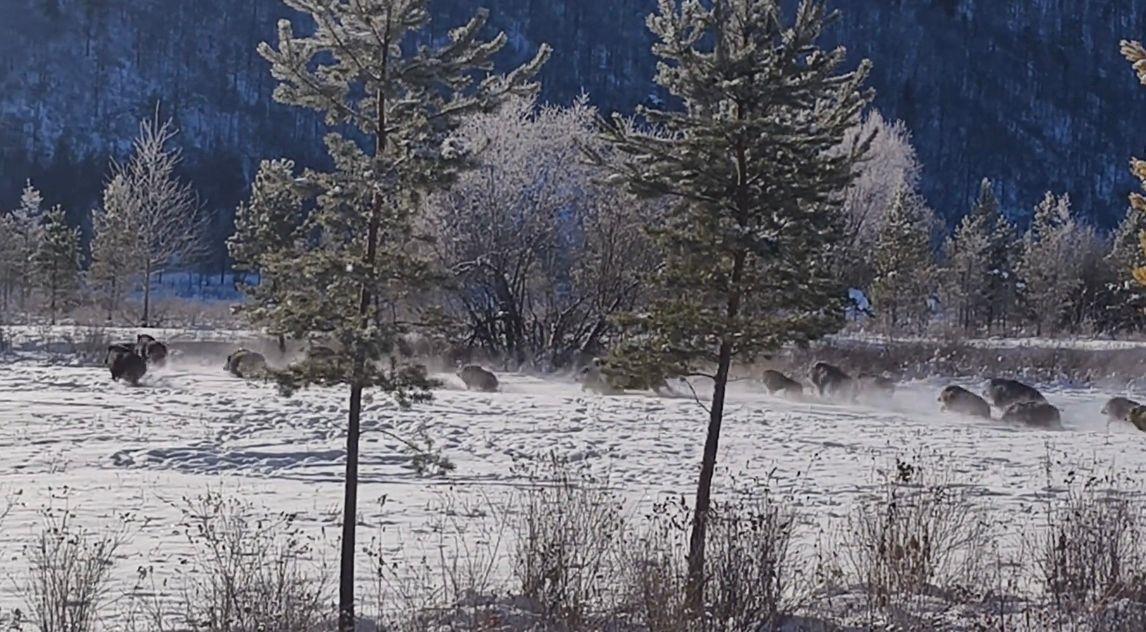 女子北极村偶遇五六十头野猪组团横穿马路：速度比车还快，还在雪地狂奔