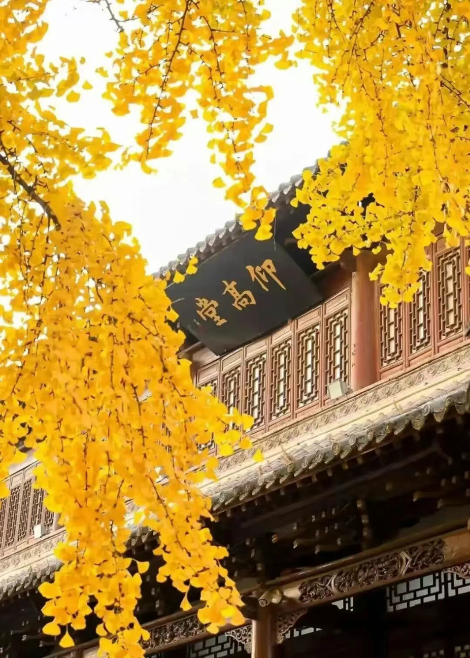 17超级文旅日凭张韶涵演唱会门票享景区专属优惠！