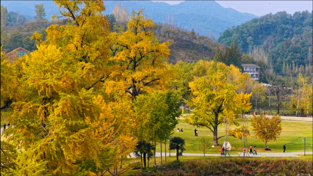 文旅融合绽新颜 | 千年银杏谷激活旅游发展新动能