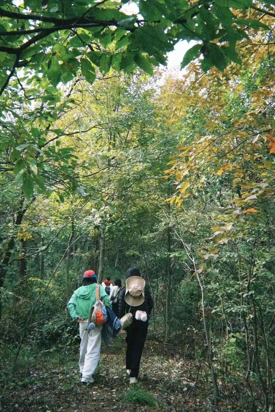 文旅融合绽新颜 | 千年银杏谷激活旅游发展新动能