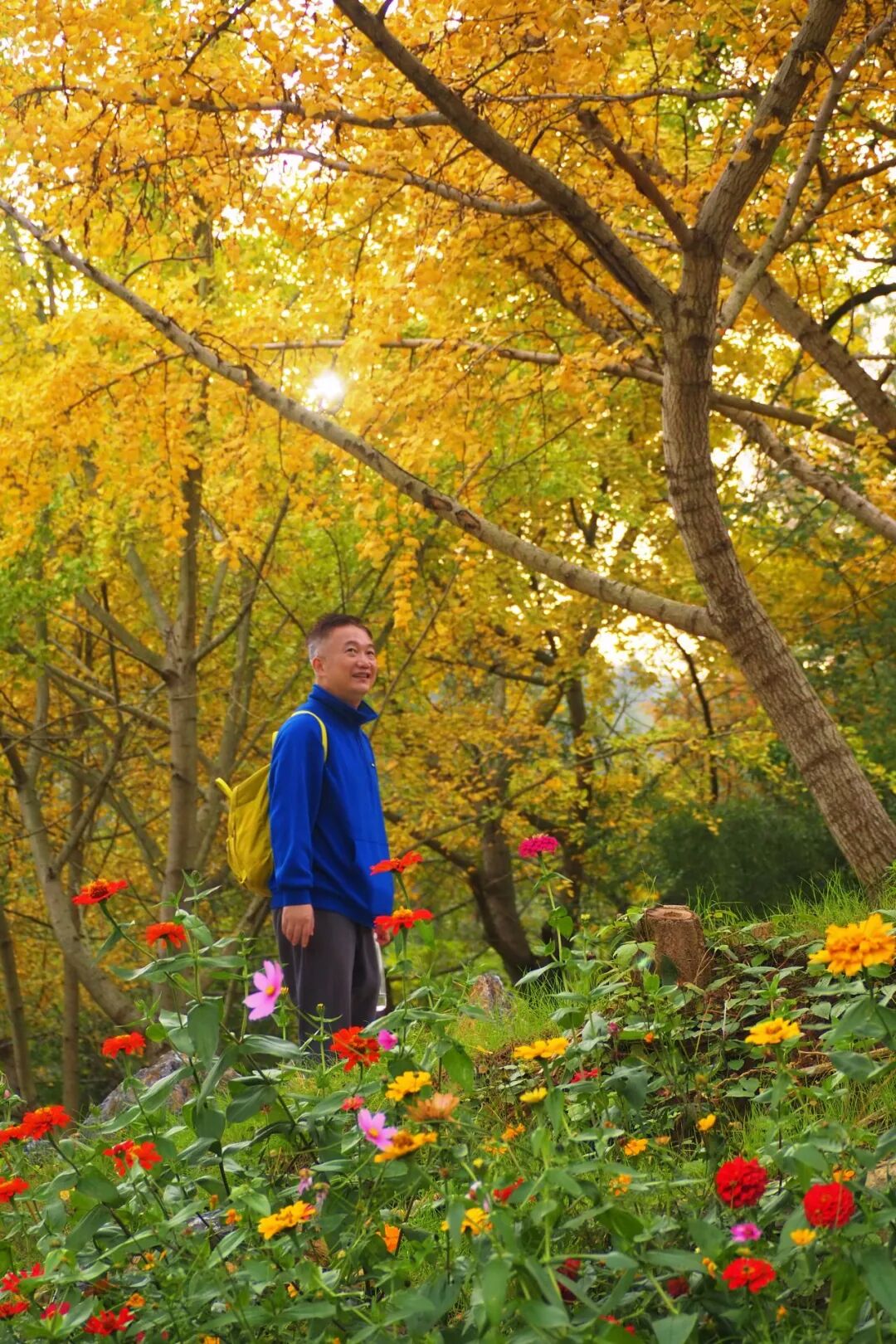 文旅融合绽新颜 | 千年银杏谷激活旅游发展新动能