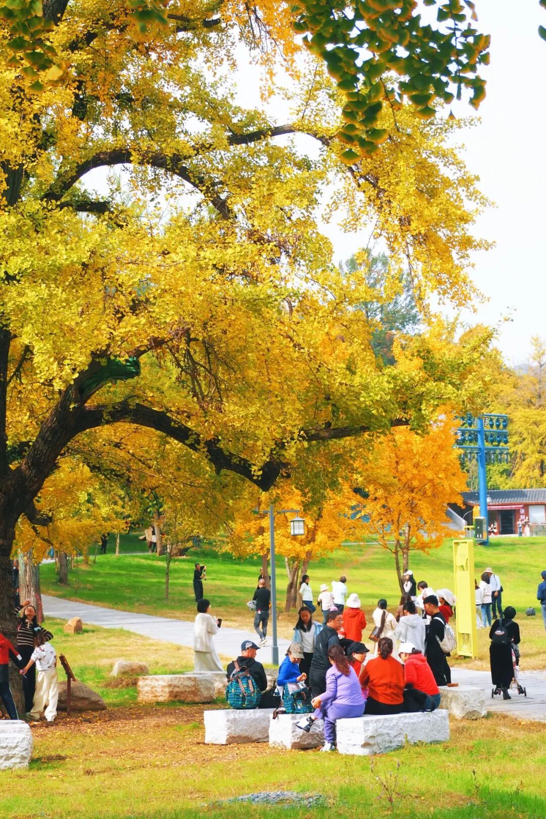 文旅融合绽新颜 | 千年银杏谷激活旅游发展新动能