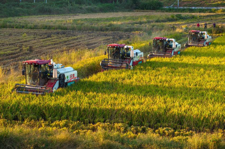 从“零散田”到“聚宝盆”——襄城探索适度规模经营新路径