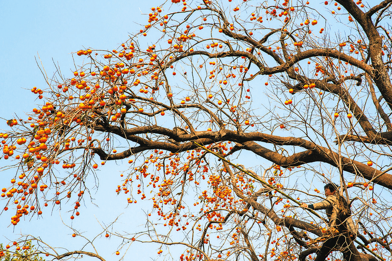 随州这6个中国传统村落，变了！爱了！