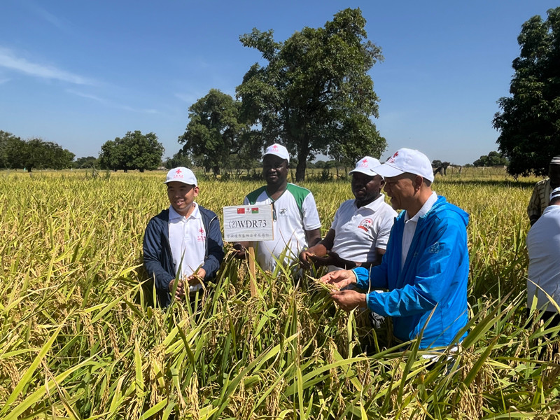 亩产翻倍！潜江人在非洲种出中国“味道”