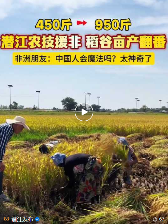 亩产翻倍！潜江人在非洲种出中国“味道”