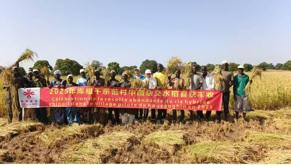 亩产翻倍！潜江人在非洲种出中国“味道”