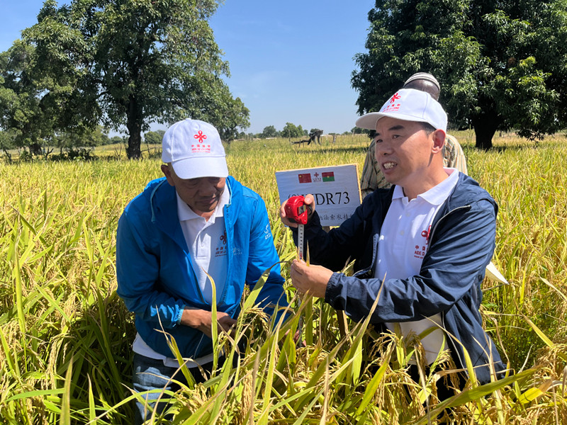 亩产翻倍！潜江人在非洲种出中国“味道”