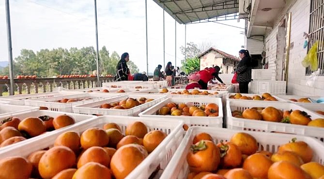 “再卖不出去就太可惜了” 3万斤苹果柿待出山农户盼热心人伸援手