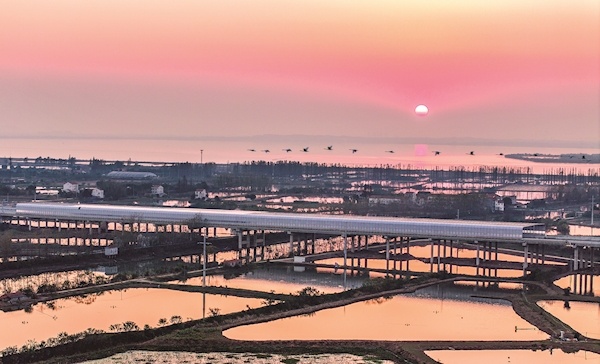 双柳长江大桥装上护鸟静音罩 桥无车马喧 飞鸟相与还
