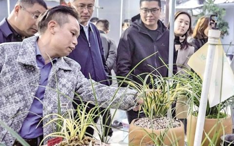 一盆虎斑蕙兰有人出价60万元，养兰20余载带徒超500 广水养兰牛人带村民种出“传家宝”