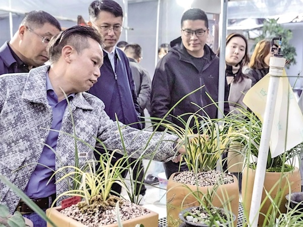 一盆虎斑蕙兰有人出价60万元，养兰20余载带徒超500 广水养兰牛人带村民种出“传家宝”