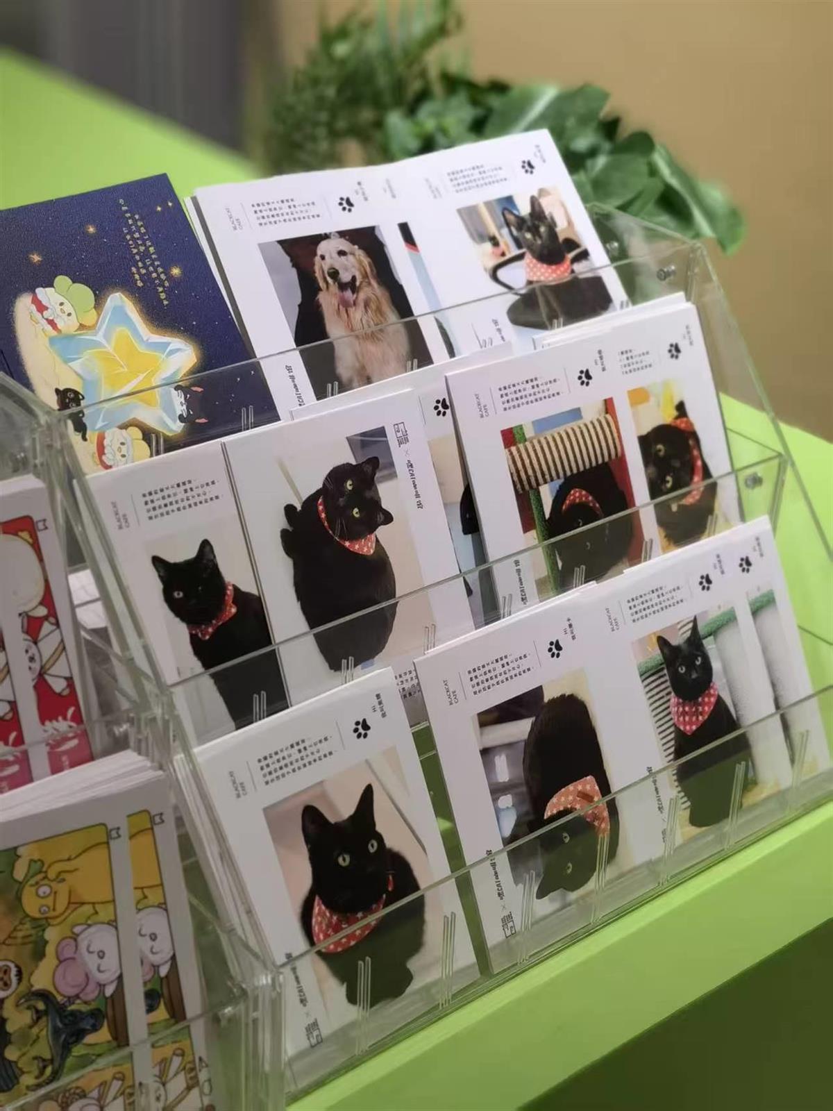 蒜鸟+动物保护，“带我回家”快闪店亮相江城