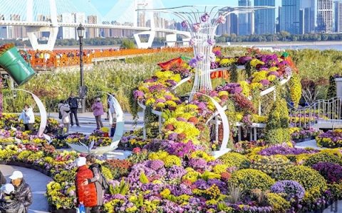 菊花进入盛花期初冬赏菊正当时