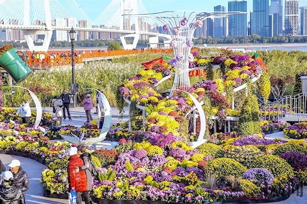 菊花进入盛花期初冬赏菊正当时