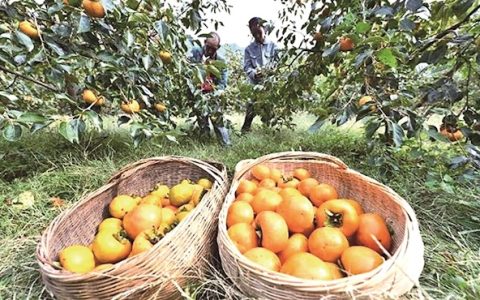 “再卖不出去就太可惜了” 3万斤苹果柿待出山农户盼热心人伸援手