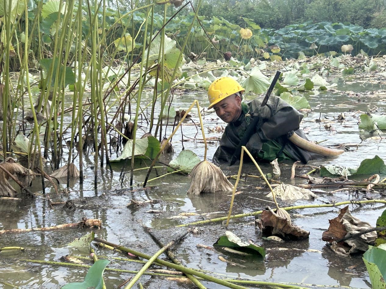 潜江老藕农靠科技种藕 200亩藕塘迎丰收