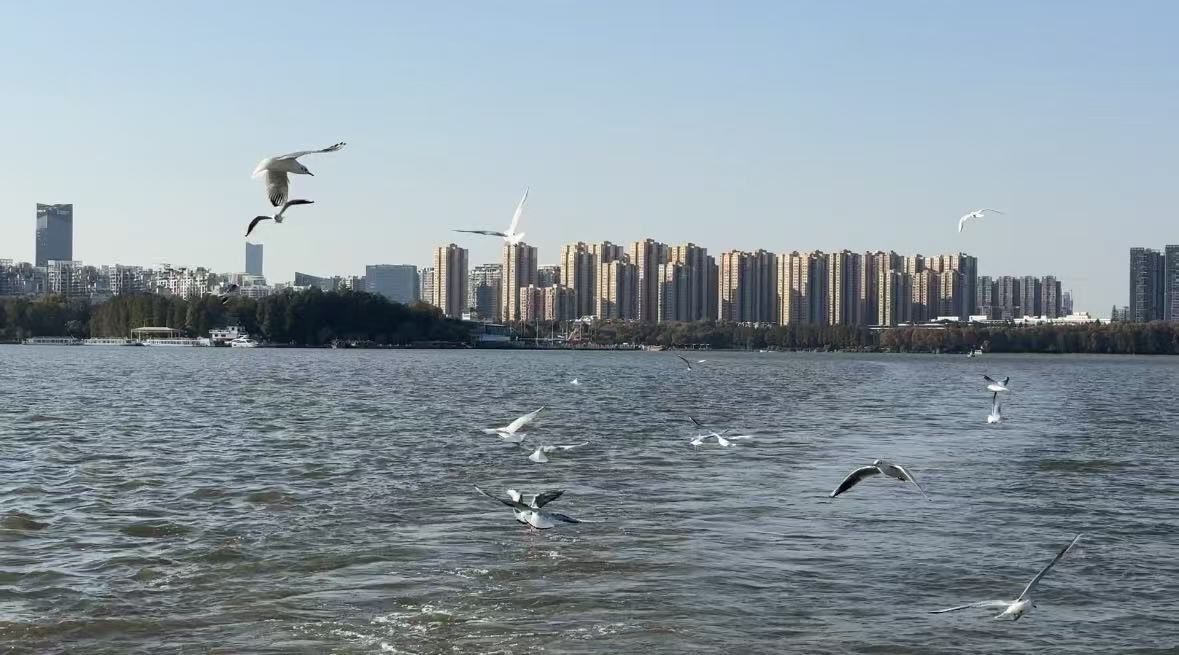 “鸥”来啦！看游船破浪间，红嘴鸥翩跹共舞