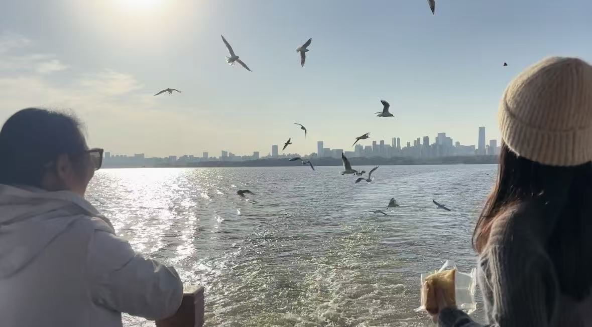 “鸥”来啦！看游船破浪间，红嘴鸥翩跹共舞