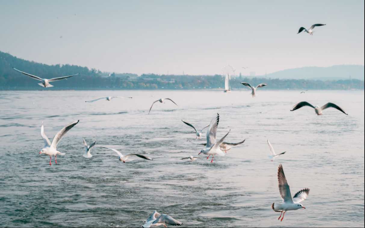 “鸥”来啦！看游船破浪间，红嘴鸥翩跹共舞